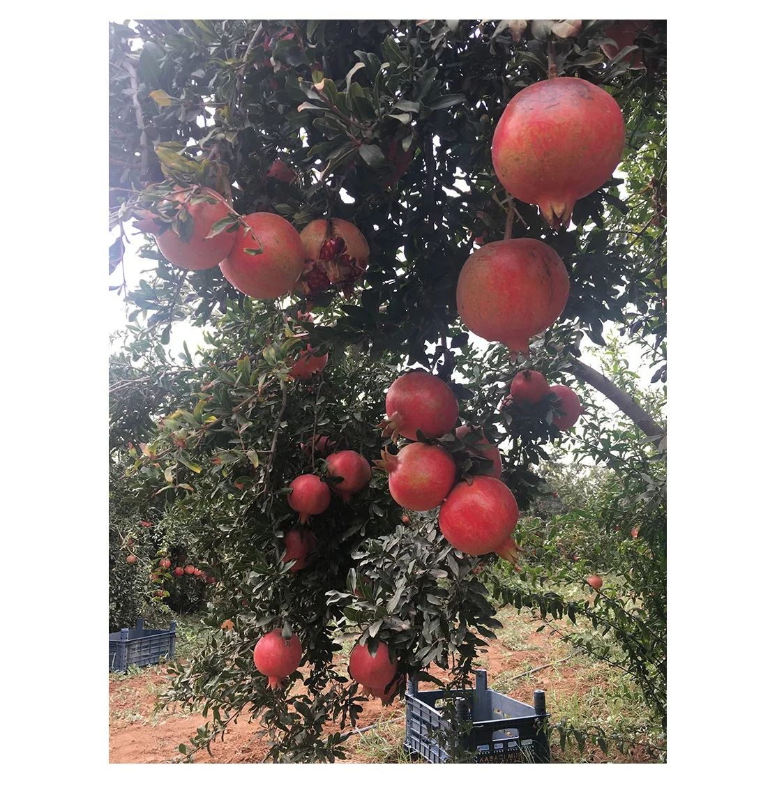MONDOL - New Crop %100 Organic Pomegranate Juicy Pomegranate Perfect Quality Fresh Big Juicy Pomegranate