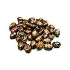 Factory Supply Jatropha Seeds /100% Dried Natural for Sale at Low Price
