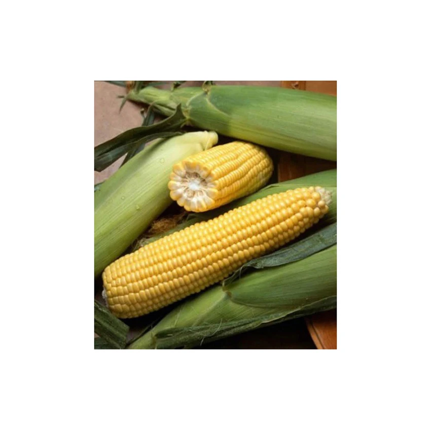 Fresh Organic Yellow Corn Maize Top Quality Raw Sweet Corn Seed Bulk in 50 kg Packaging bags