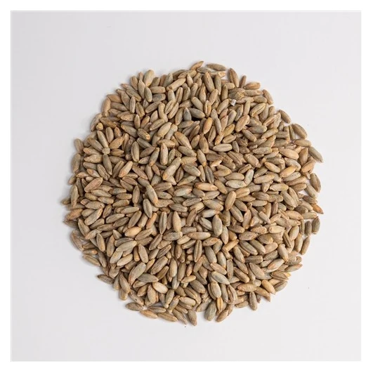 top quality Feeding Rye Cereal for export High quality wholesale non GMO rye seeds animal feed bulk rye grains direct