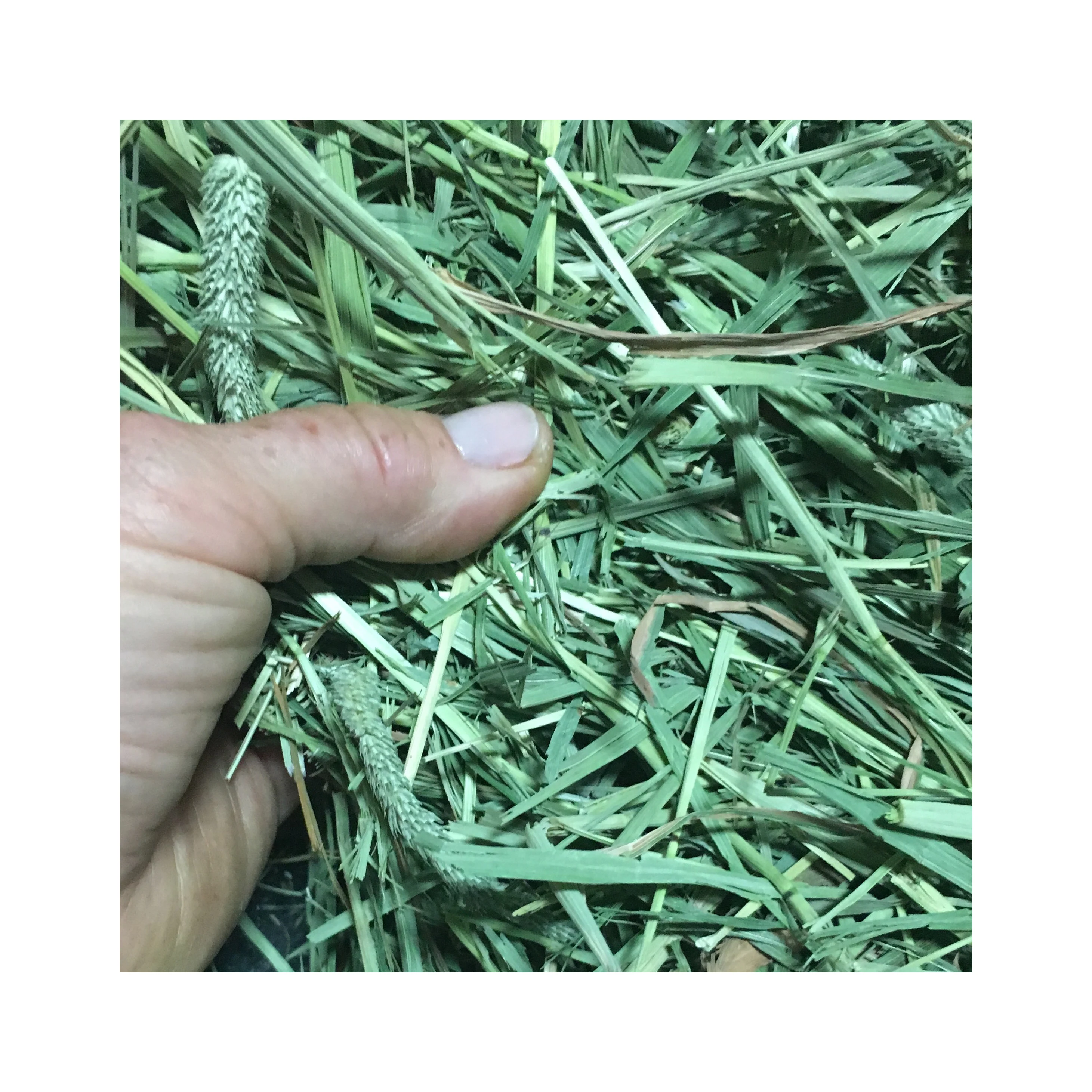 Mixed Hay Animal Feeding Stuff Alfalfa hay/alfalfa hay pellets Timothy Hay/ Alfalfa in Bales Best Super Top Quality