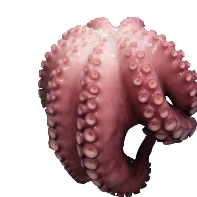 Sea Frozen Baby Octopus/Big Size Octopus with Competitive Price Wholesale Seafood Products