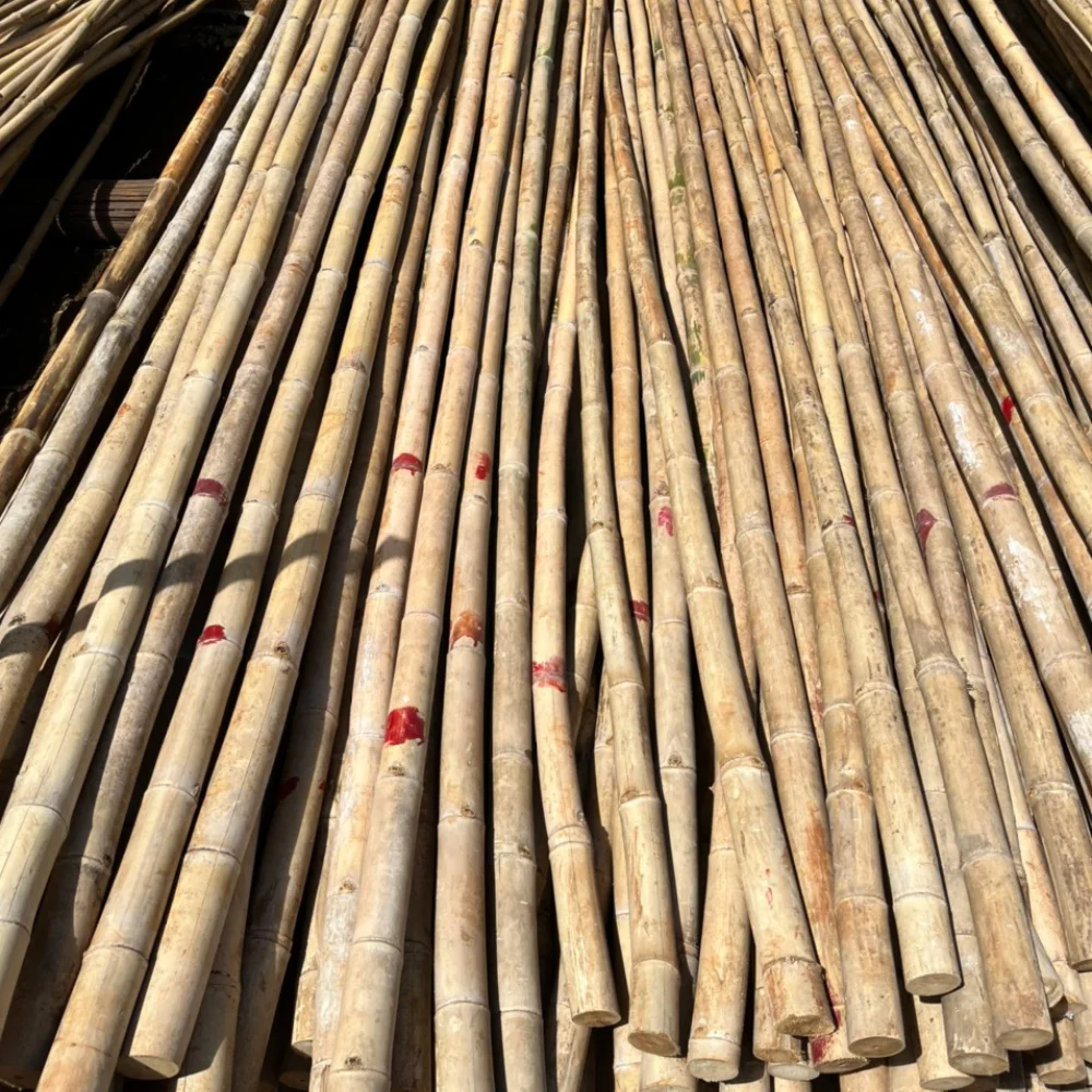 Bamboo Poles Decor Eco Friendly Products Natural Bamboo For Decor And Construction Bamboo Cane with Top Service