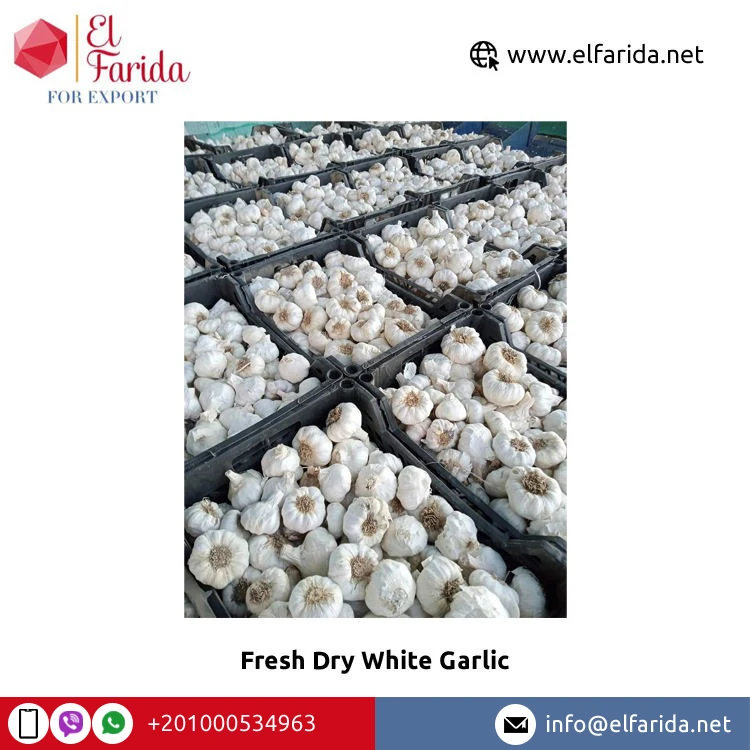 Ведущий поставщик и экспортер египетского чеснока-натуральные овощи свежий сухой белый чеснок по оптовой цене