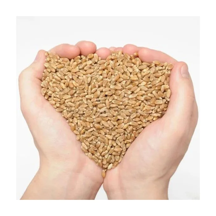 Natural product of barley grain most common cereal from which malt is produced at wholesale price