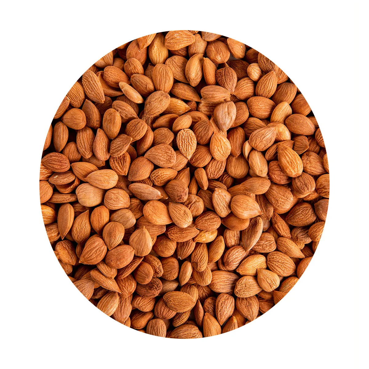 Best price apricot kernels rich natural composition healthy and healthy snack rich in antioxidants