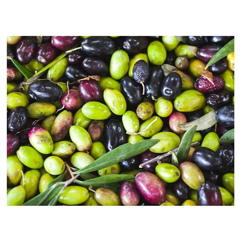 Best Quality Fresh Green Olives