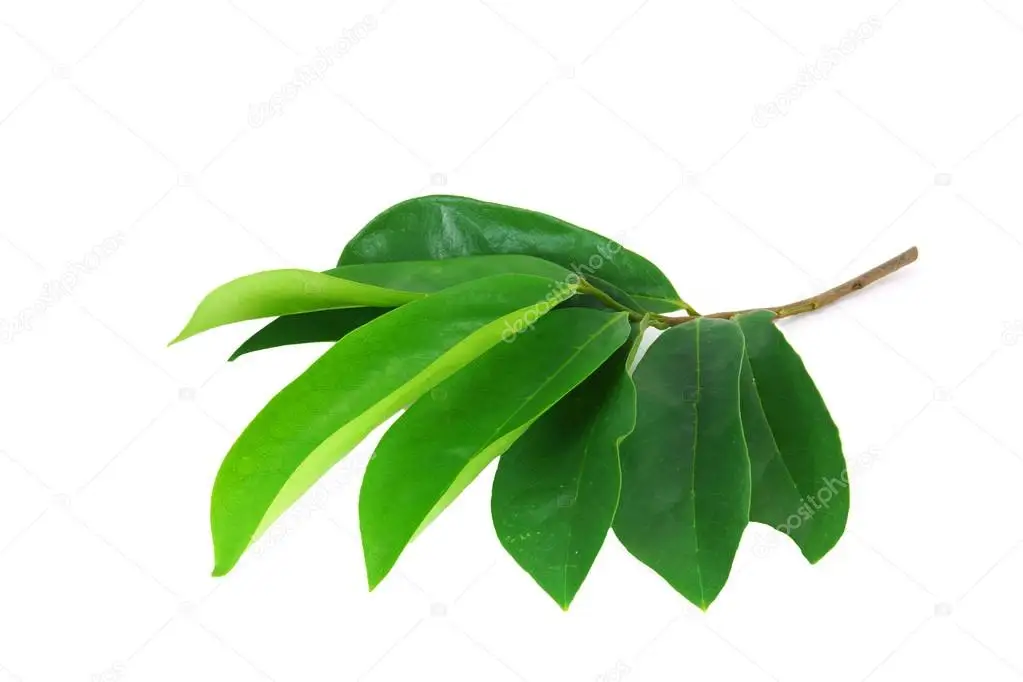 Soursop Leaves