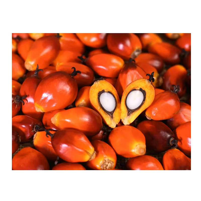Brazil Palm Nuts Fresh Young Palm Nuts For Sale