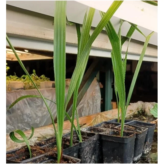 Fresh and Healthy Green Barhee Dates Tissue Culture Palm Seedling Young for Home Decoration tissue culture dates seedling