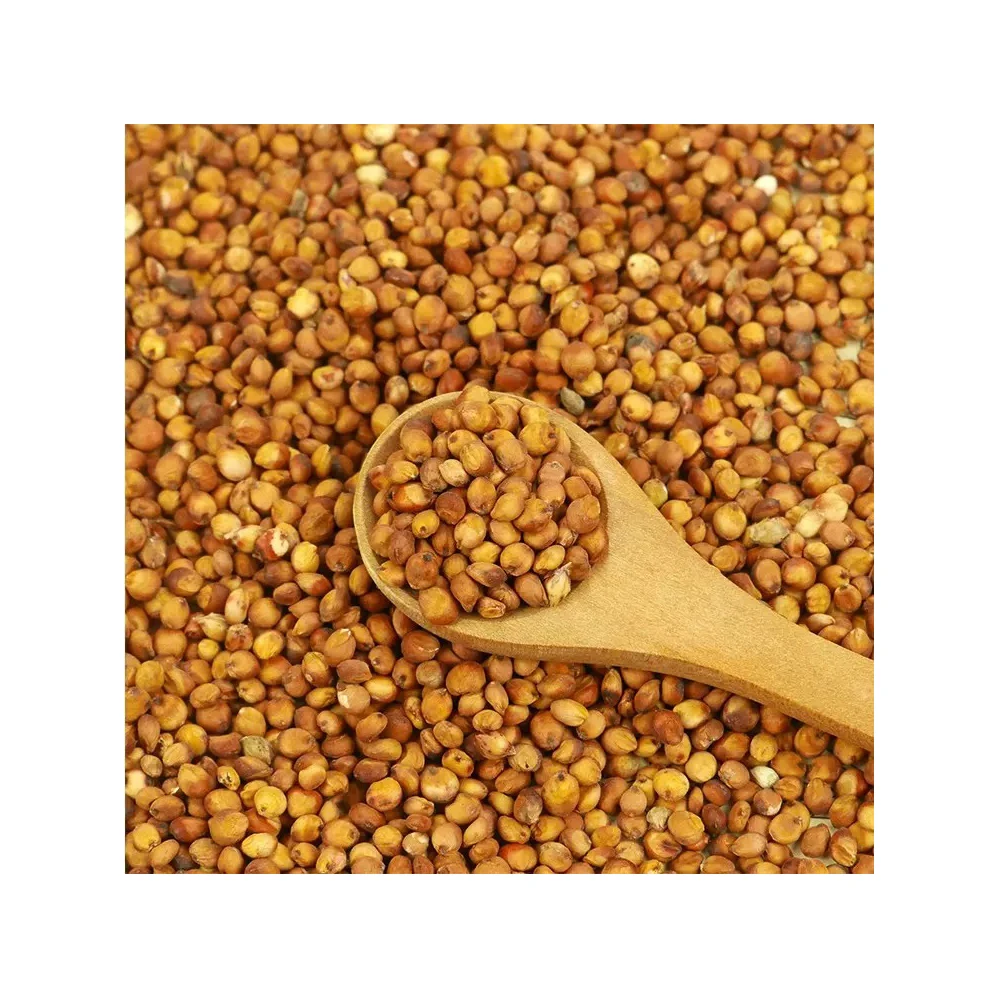 Manufacturer of Top selling product Of Grain Sorghum Bulk Red and White Sorghum at Affordable Price