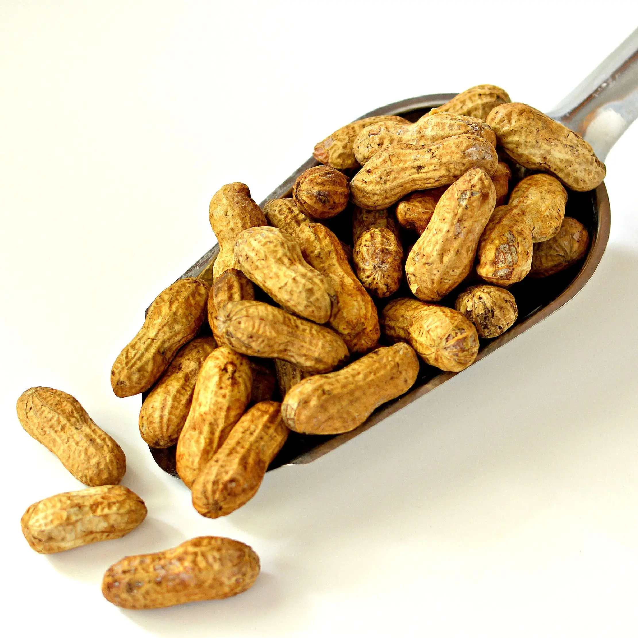 Rich in protein Rich organic protein Kernel Raw Peanuts Kernel Peanut