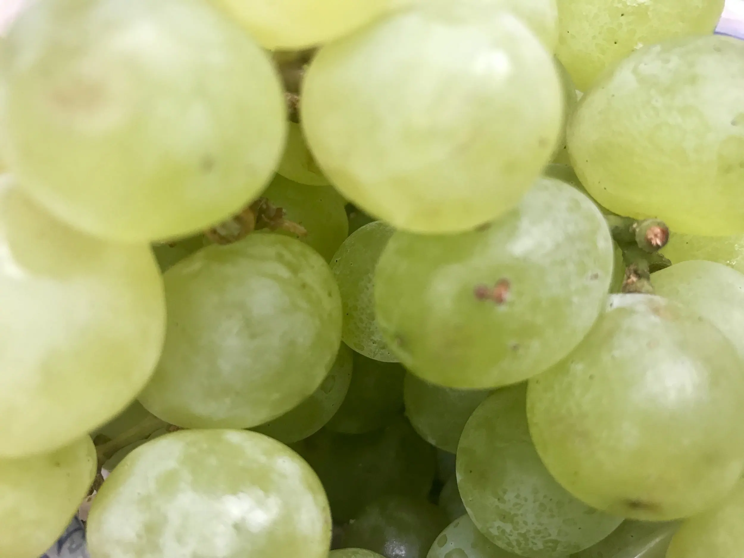 Sweet juicy green seedless grapes for sale