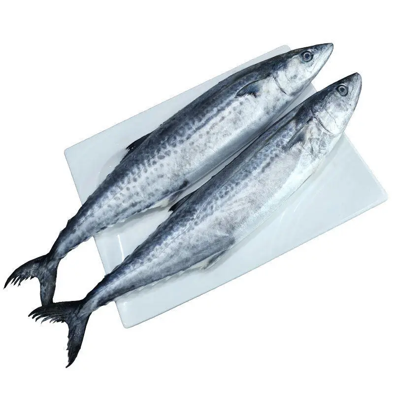 Popular items Market Wholesale Factory Packaging Hot Sale Frozen Hilsha Fish Stock Fish Fresh Season Fish From Bangladesh