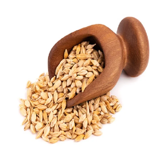 HIGH GRADE BARLEY MALT GRAINS FOR HUMAN CONSUMPTION