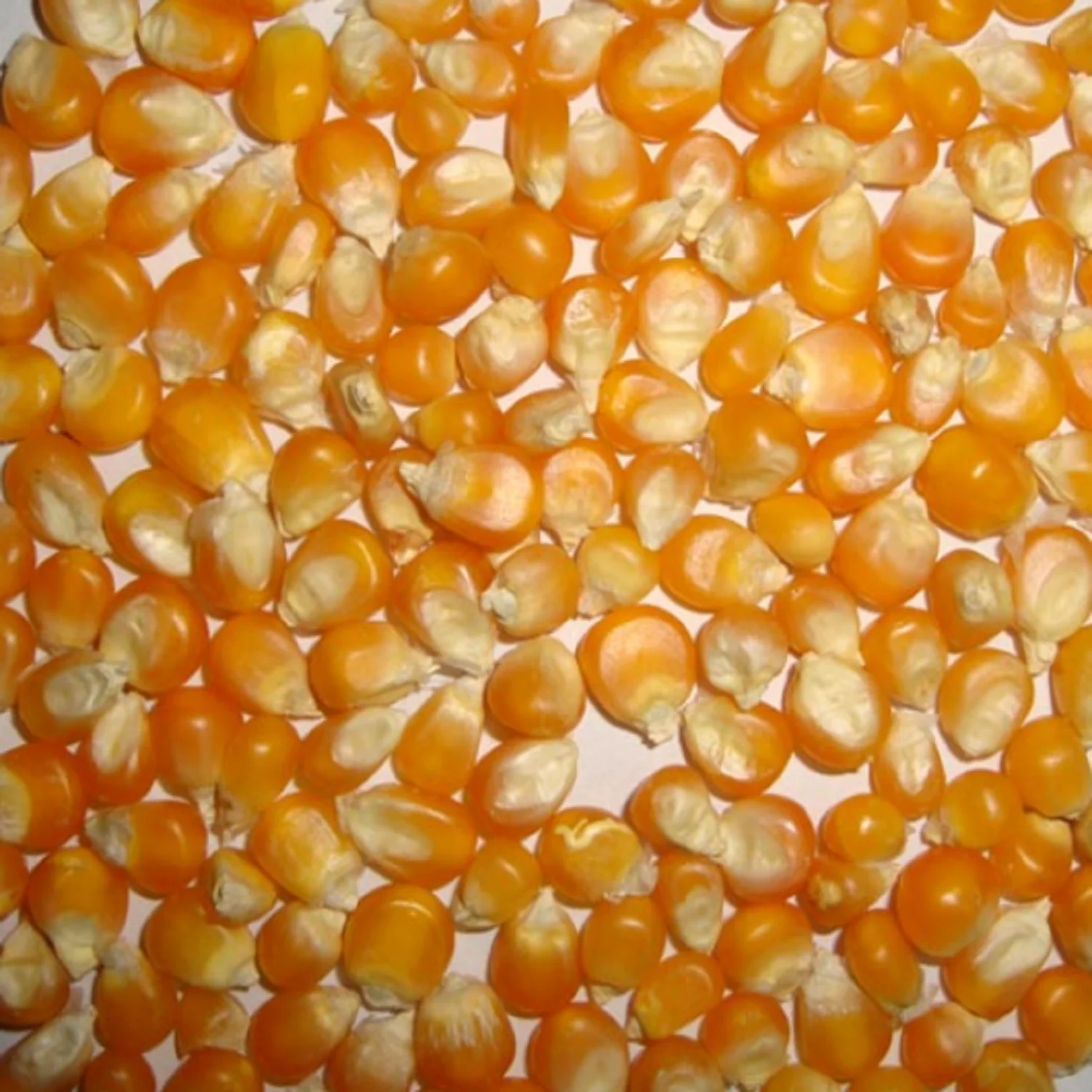 Yellow Maize Yellow Corn For Human Consumption and Animal Feed