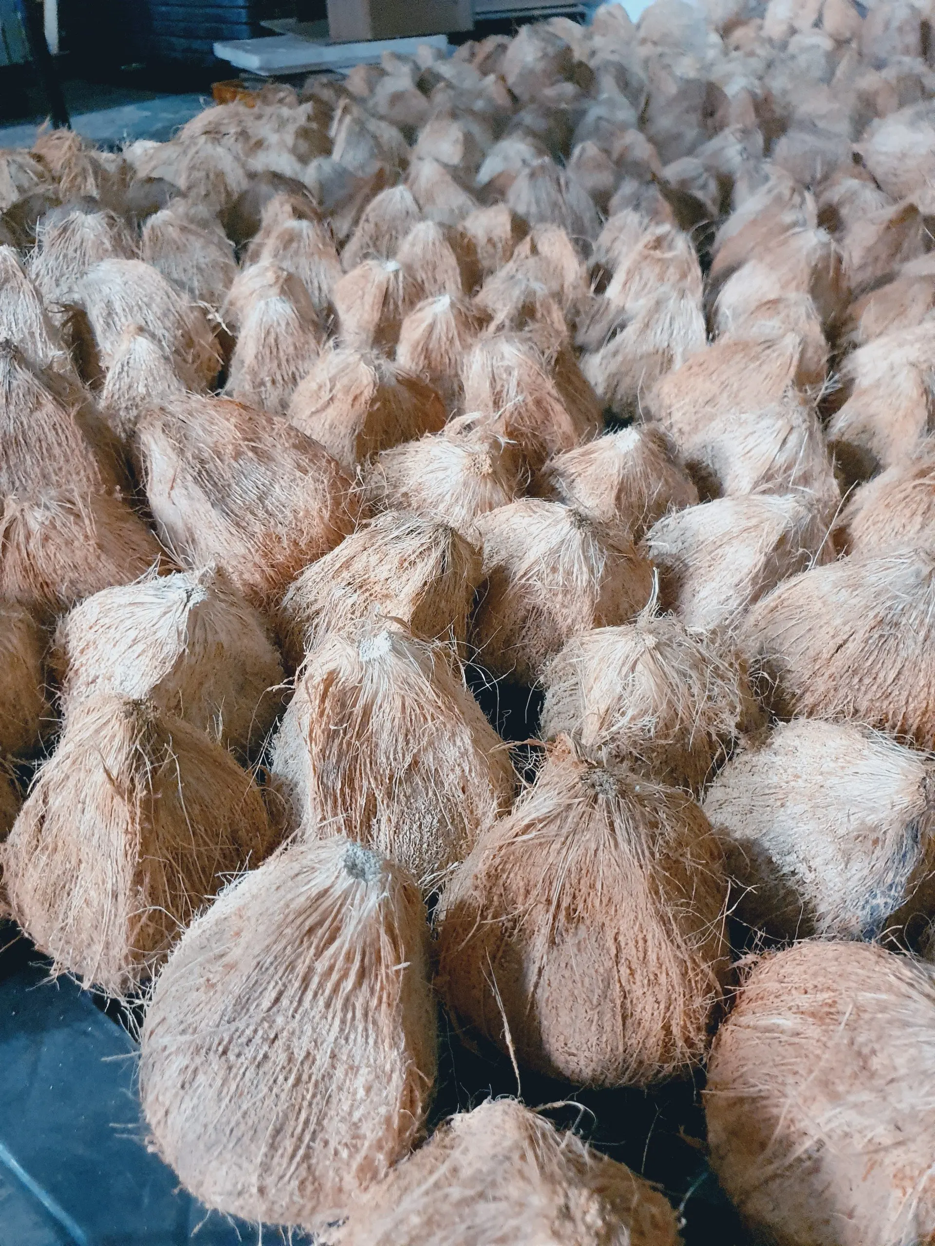 Vietnamese fresh coconut old coconut used for drinking or processing dishes carton or bag coconut