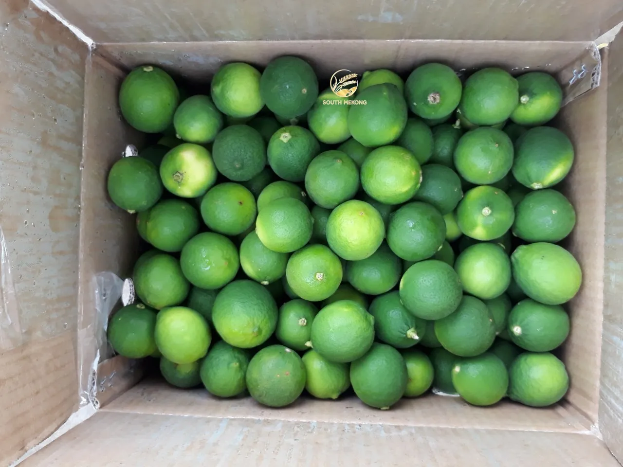 Top Fresh Lime Lemon Seedless Citrus Sour Taste High Quality For Export Color Natural Origin Wholesale Global WA84786436556