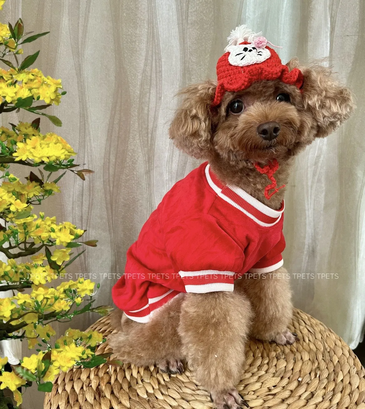 Vietnam Wholesale High Quality New T-shirt Pet Clothing Dog Clothes for Sring Summer Season Pet Apparel
