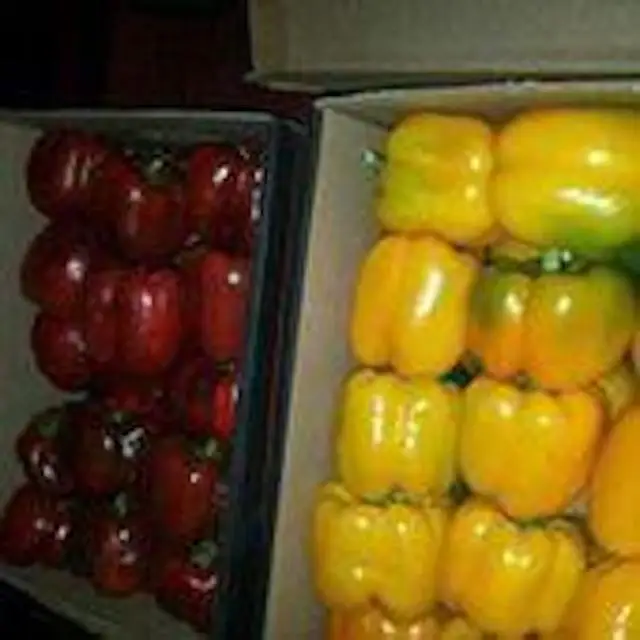 colorful capsicum