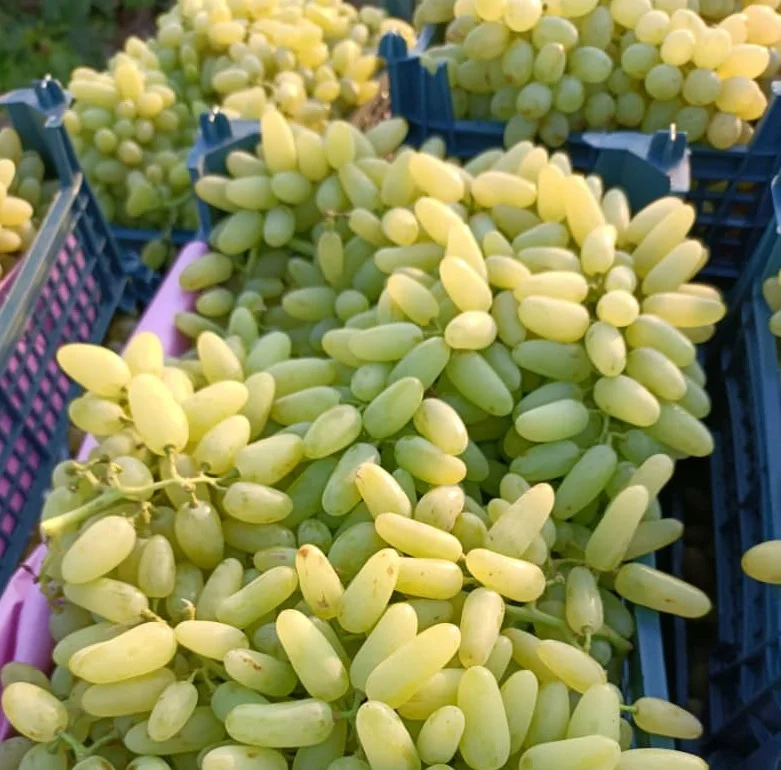 fresh grape fruit