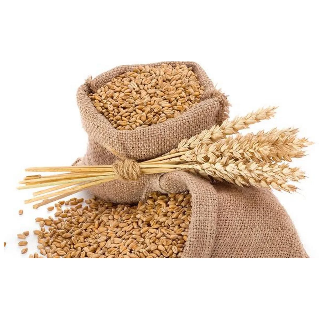 Wheat Grain in bulk / hight quality wheat, whole nutrition grain for export