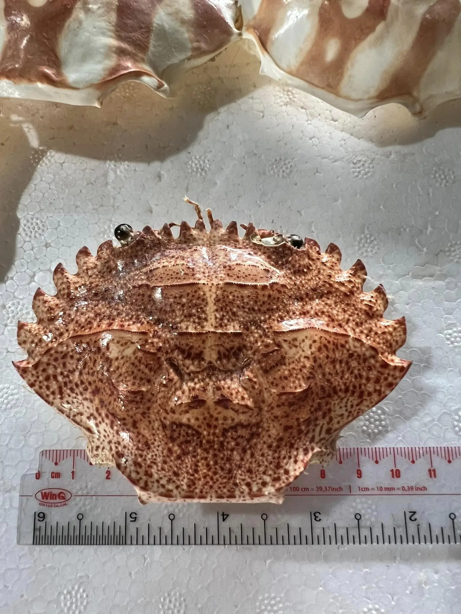 CLEAN DRIED THREE SPOT CRAB SHELL SIZE 11-13 CM FOR STUFFING FOOD IN BULK BLUE LOTUS VIETNAM