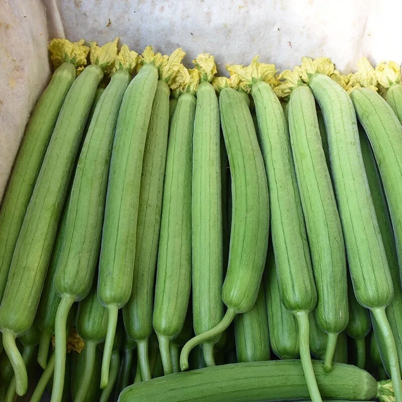 High Quality Luffa Aegyptiaca / Sponege Gourd Vegetable Soup Origin Viet Nam