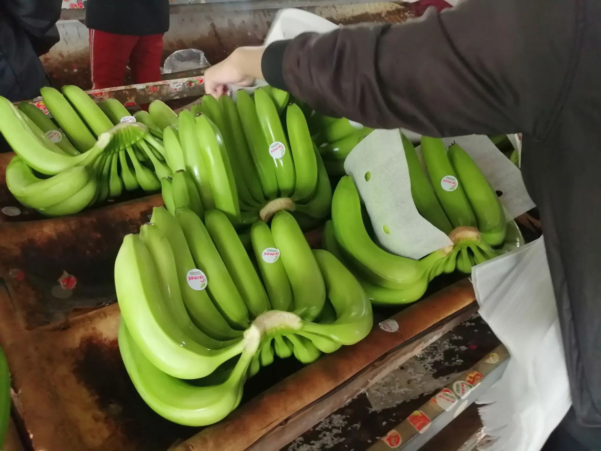 Лучший продукт вьетнамские бананы высокого качества для
