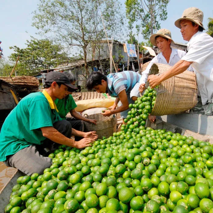 Available Fresh Green Lemon For Sale