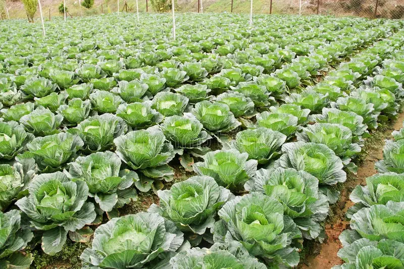 White Cabbage Fresh Nutrients Cabbage Vegetable Wholesales Price For Fresh Vegetable Cabbage