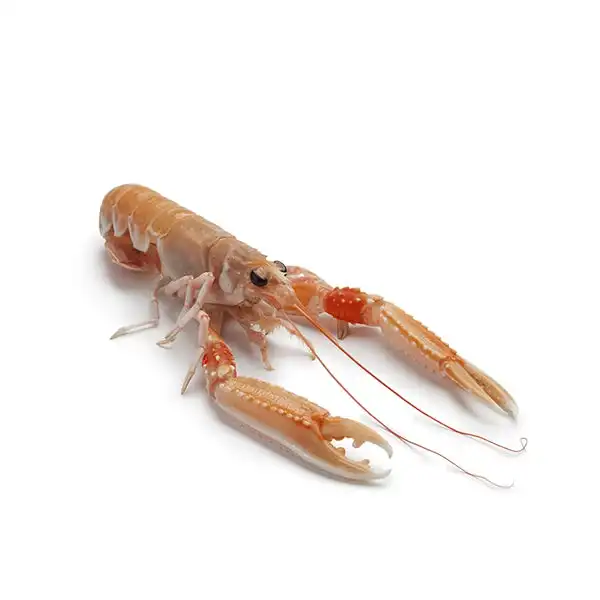 Suppliers Frozen Whole Seafood Products Giant Red Lobsters Fresh Water American Boston Lobster For Restaurant