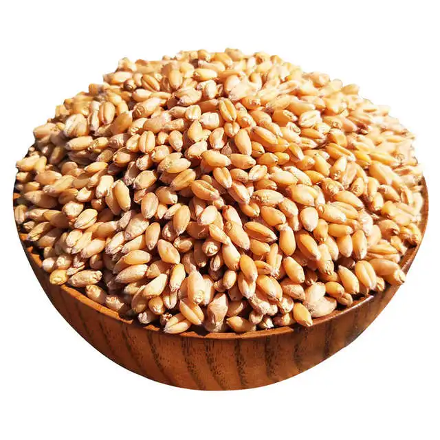 White Soft and Hard Wheat Grains for Sale