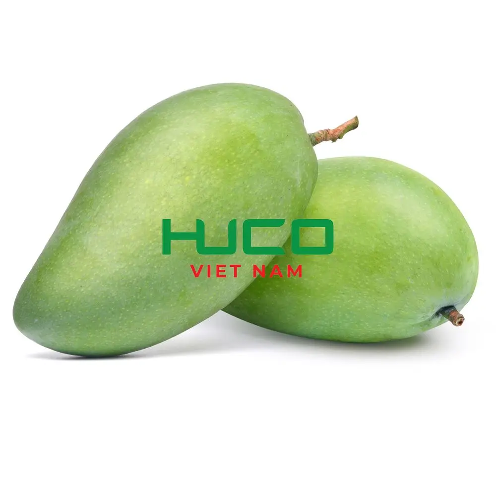 Premium Grade  Fresh Mango Best Selling Fresh Mango Fruit Exporter from Vietnam