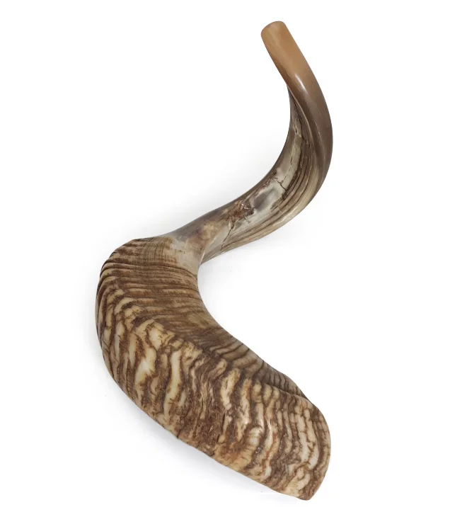 X large Ram Horn Shofar Trumpet from India Natural 16-20 Inch / Deep Sound