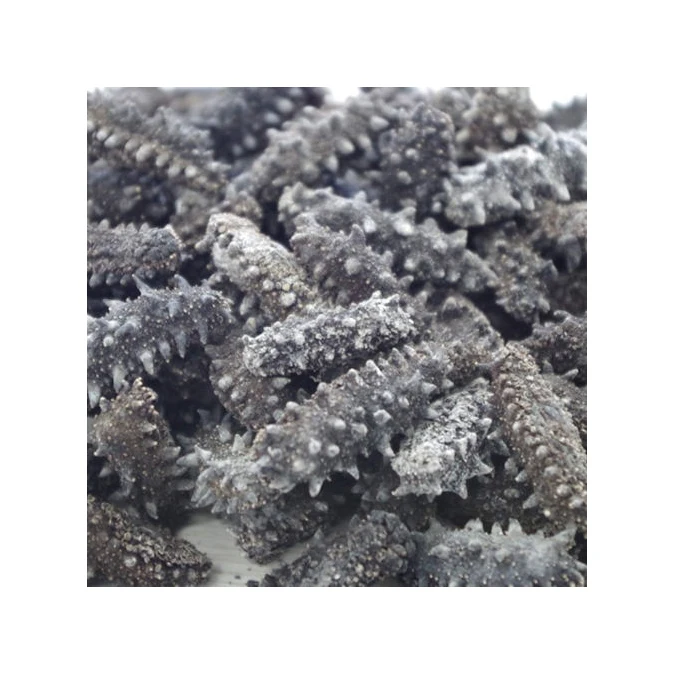 High Nutritional Value Dried SEA CUCUMBERS with Export Standard