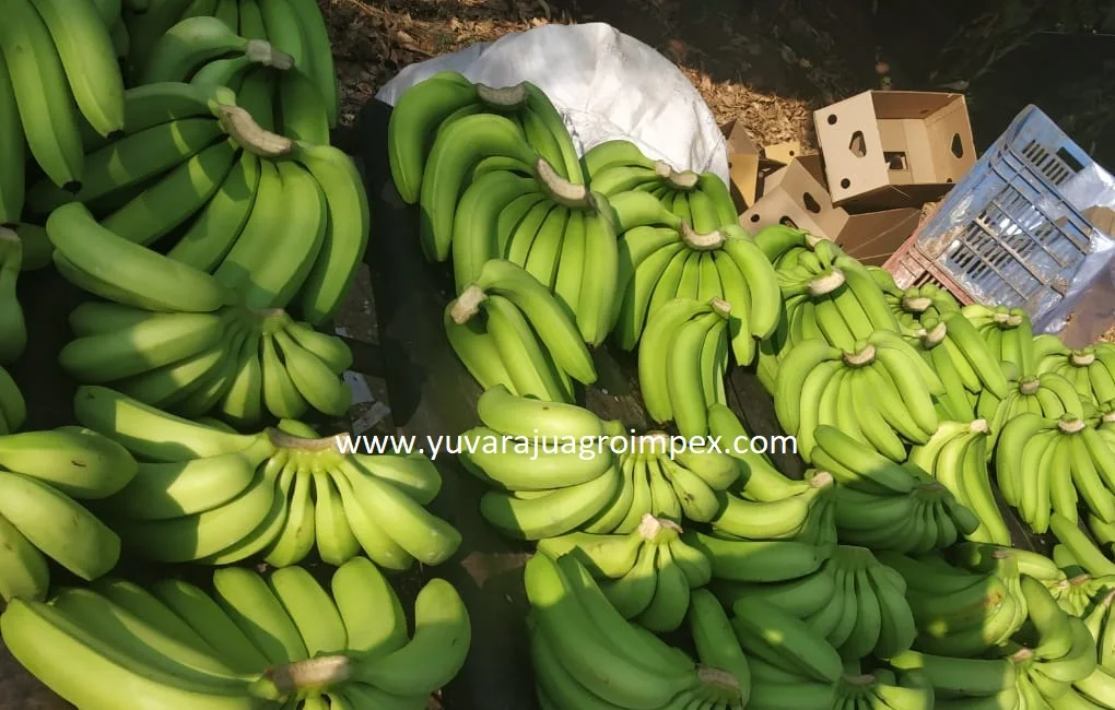Naturally fresh High quality  Cavendish Banana Exporters / Traders from India  to Karaj Fiji Kuwait Yazd Malawi Tokyo