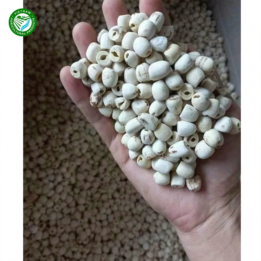 Семена сухих растений Лучшая цена питательные органические сушеные семена лотоса прямые поставки из Вьетнама