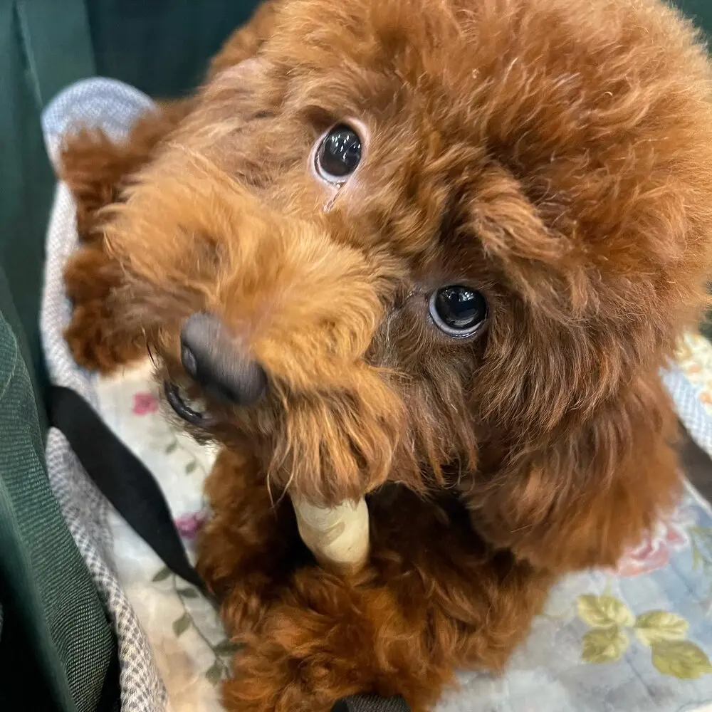 Expad Natural Coffee Wood Dog Chews Sustainable Pet Toy for Dental Health and Aggressive Chewers Boxed Packaging