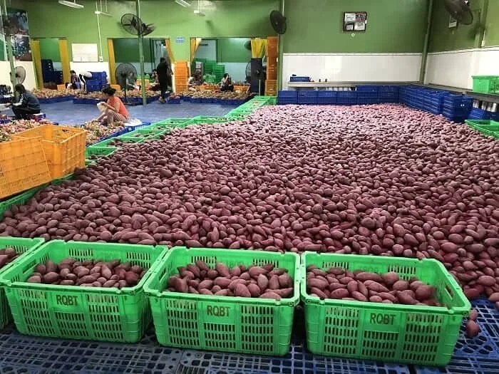 Высококачественный и дешевый тушеный на пару сладкий картофель, профессиональные экспортные оптовые продавцы из Вьетнама