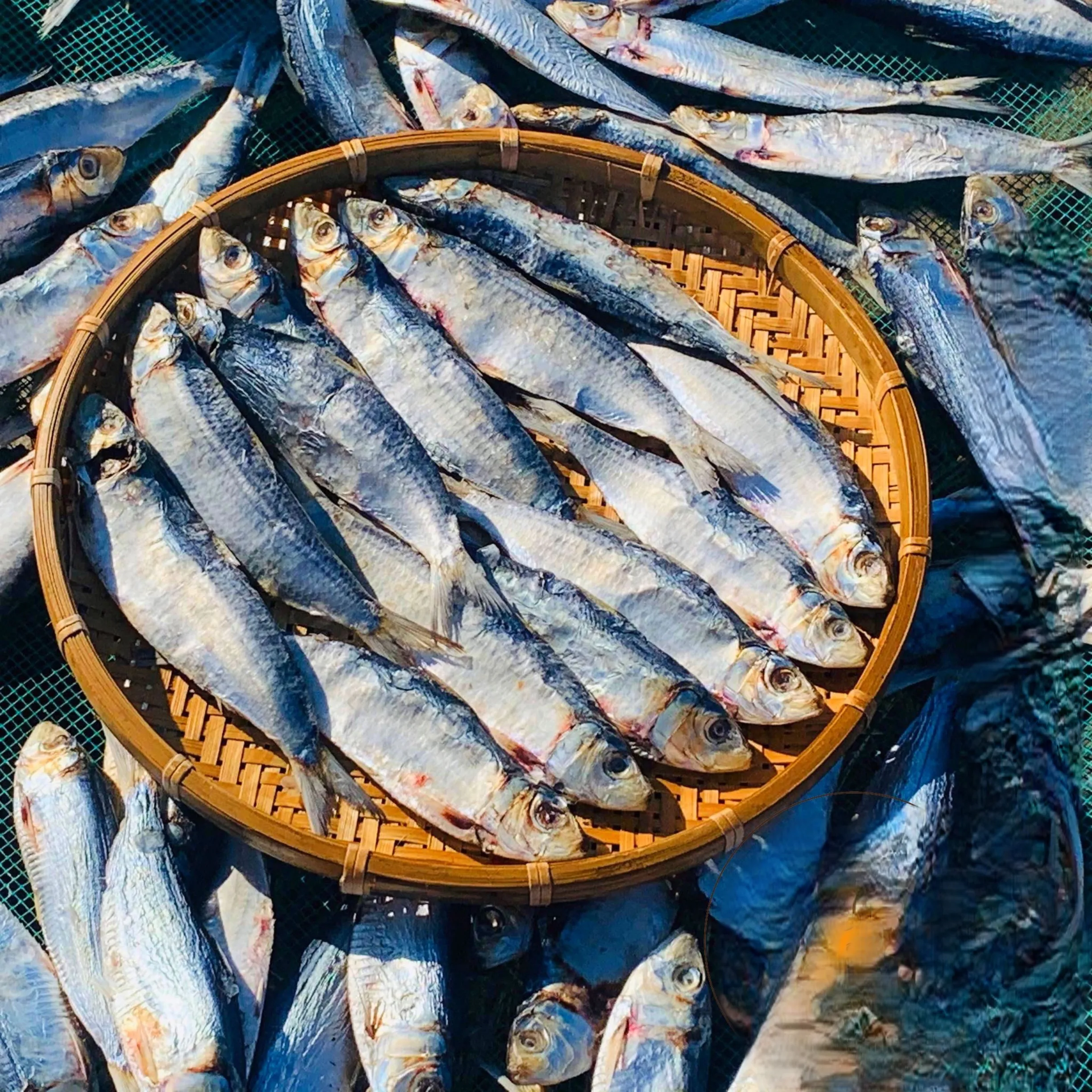 WHOLESALE BULK FRESH SEAFOOD | STEAMED HERRING AND DRYING