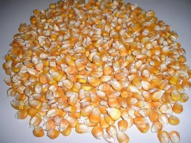 Yellow Corn Maize0.jpg