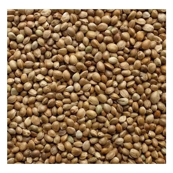 hot sale Buy Organic Hemp Seeds Premium Hemp Seed For Sale Online in High Feminized Hemp Seeds