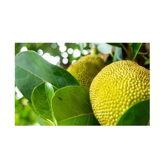 International Quality Tropical Fruit Sweet Good Taste Fresh Jackfruit 100% Organic Natural Yellow Color Ready To Ship