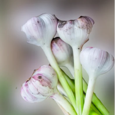 Fresh green fresh garlic, new crop 2023, from Egypt, high quality