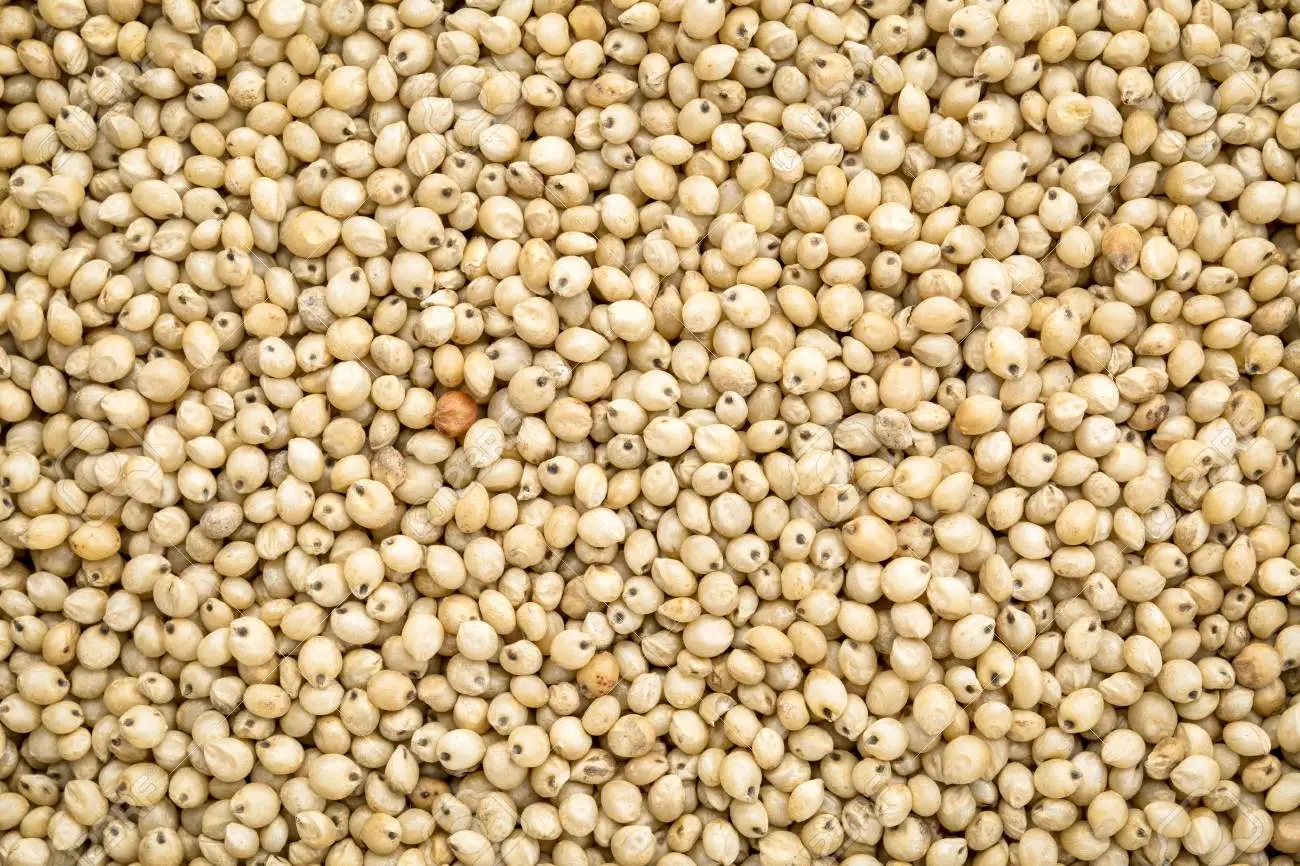 Wholesale Seeds Of Grain Sorghum Bulk Red and White Sorghum