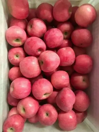 Quality  New Crop Natural Red Fuji Apple