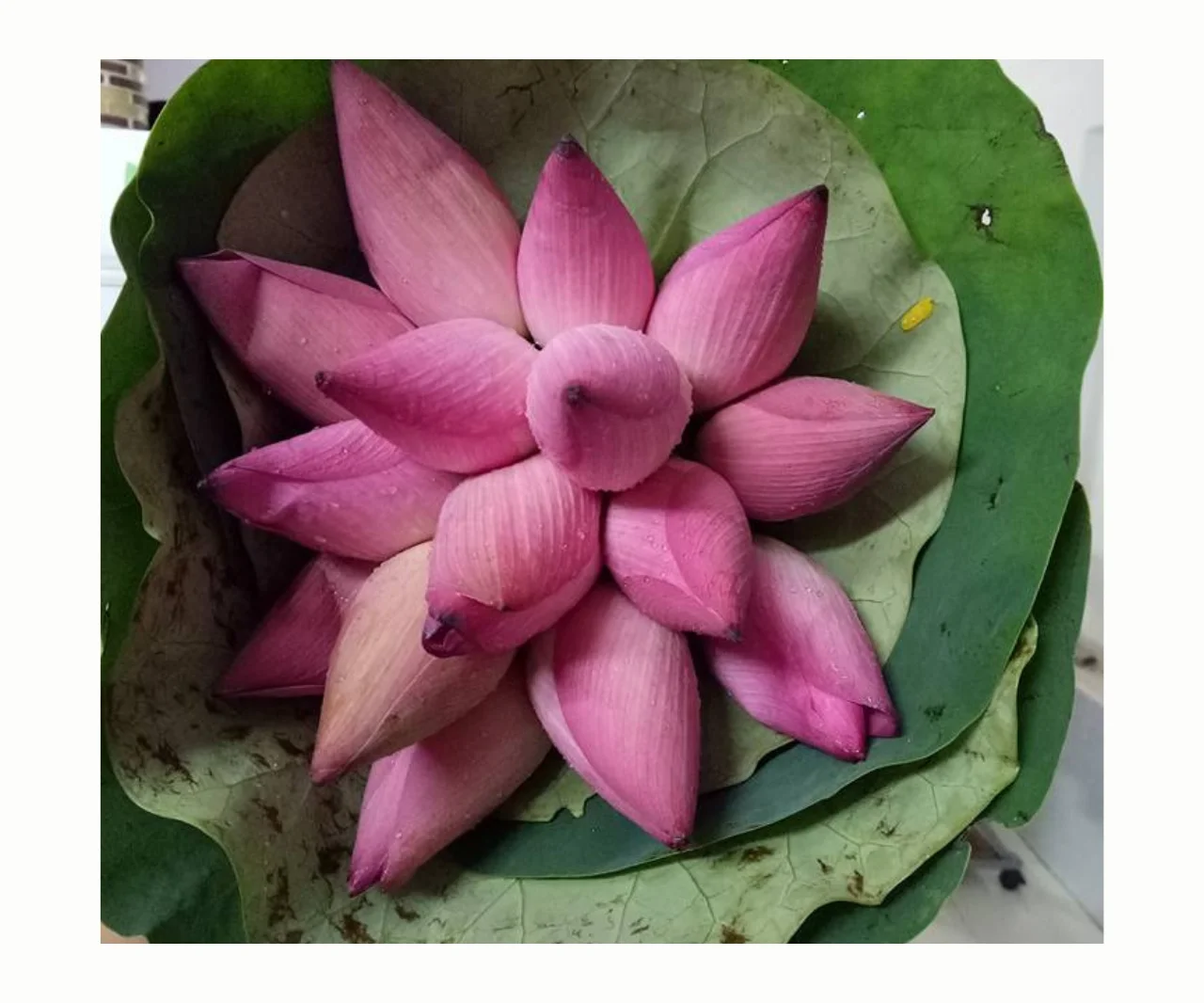 Best Price Dried Black Lotus Seeds High Quality Natural Flower Made in Vietnam