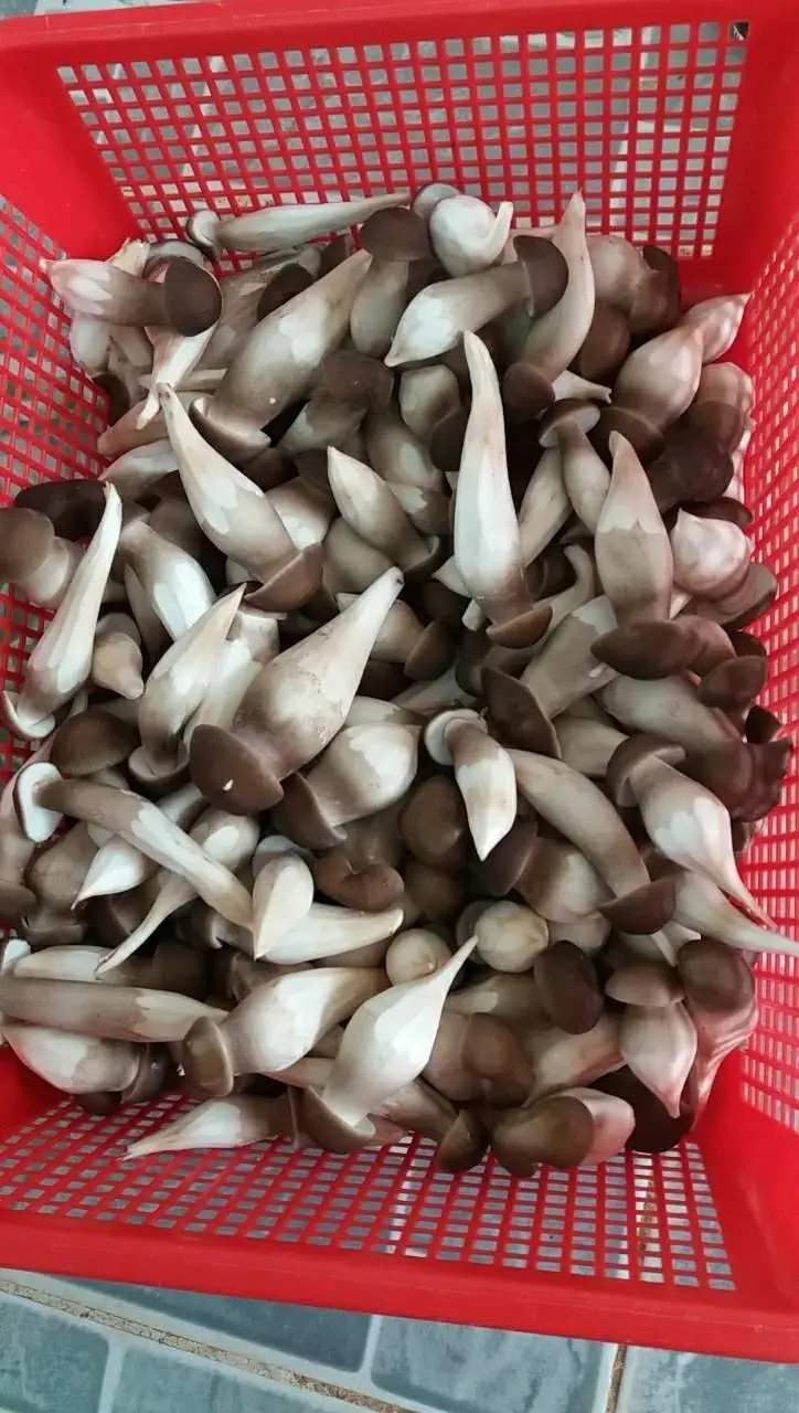 Культивируемый киновозный грибок термитов (Termitomyces albuminosus) цельный сушеный гриб источник сырого корма для фермерского использования низкая цена