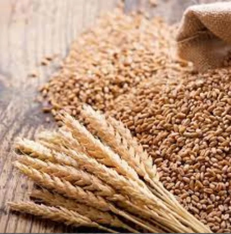 Barley Grains Premium Barley Seeds/Animal feed barley/bulk barley grains Ready For Export!!